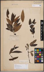 Foto von Salix daltoniana Andersson